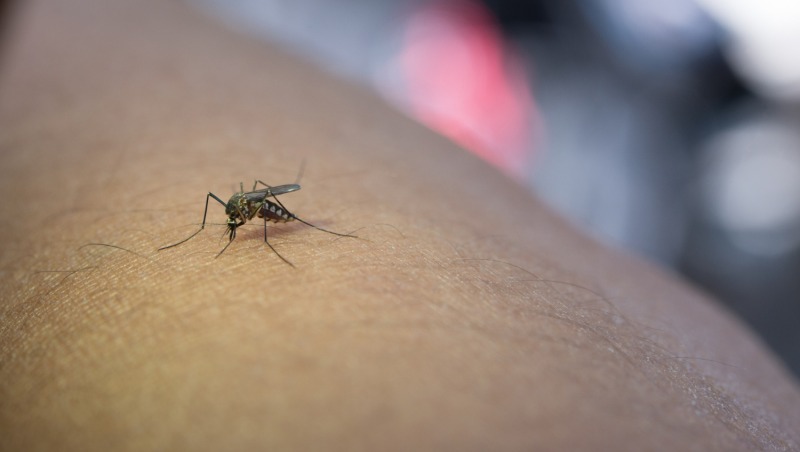 Dengue: nutricin para fortalecer las defensas